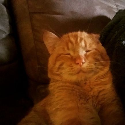 Cat vitt haza a nap előtt eutanázia, és ez megváltoztatta egy óra múlva (13 fotó)