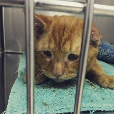Pisica a fost luată acasă în ajunul eutanasiei și a fost transformată într-o oră (13 fotografii)