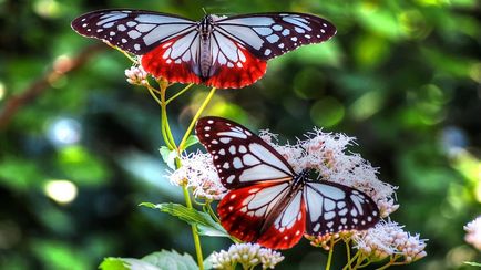 Imagini frumoase cu fluturi (35 fotografii) - imagini amuzante și umor