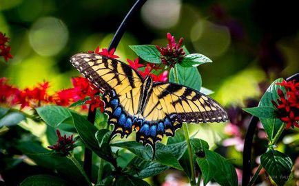 Imagini frumoase cu fluturi (35 fotografii) - poze amuzante și umor