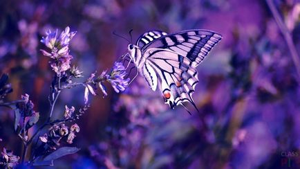 Imagini frumoase cu fluturi (35 fotografii) - poze amuzante și umor