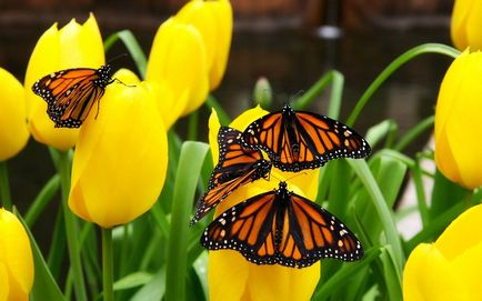 Красиві картинки з метеликами (35 фото) - прикольні картинки і гумор