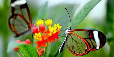 Imagini frumoase cu fluturi (35 fotografii) - imagini amuzante și umor