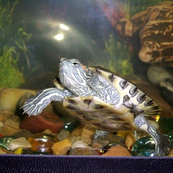Rickets de broască țestoasă cu burtă roșie
