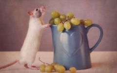 Patkányok, etetés patkányok, válaszol a kérdésekre, a fiatal patkányok, kereskedelmi takarmány, ásványi kiegészítők (rat) Patkányok, etetés patkányok, válaszol a kérdésekre, a fiatal patkányok, kereskedelmi takarmány, ásványi kiegészítők,
