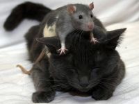 Patkányok, etetés patkányok, válaszol a kérdésekre, a fiatal patkányok, kereskedelmi takarmány, ásványi kiegészítők (rat) Patkányok, etetés patkányok, válaszol a kérdésekre, a fiatal patkányok, kereskedelmi takarmány, ásványi kiegészítők,