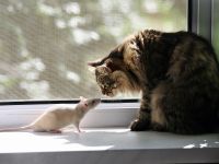 Patkányok, etetés patkányok, válaszol a kérdésekre, a fiatal patkányok, kereskedelmi takarmány, ásványi kiegészítők (rat) Patkányok, etetés patkányok, válaszol a kérdésekre, a fiatal patkányok, kereskedelmi takarmány, ásványi kiegészítők,