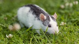 Patkányok, etetés patkányok, válaszol a kérdésekre, a fiatal patkányok, kereskedelmi takarmány, ásványi kiegészítők (rat) Patkányok, etetés patkányok, válaszol a kérdésekre, a fiatal patkányok, kereskedelmi takarmány, ásványi kiegészítők,