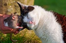 Patkányok, etetés patkányok, válaszol a kérdésekre, a fiatal patkányok, kereskedelmi takarmány, ásványi kiegészítők (rat) Patkányok, etetés patkányok, válaszol a kérdésekre, a fiatal patkányok, kereskedelmi takarmány, ásványi kiegészítők,