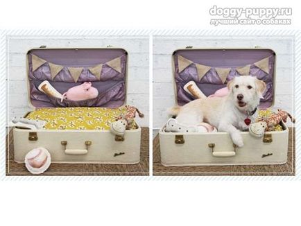 Ліжко для собаки 50 ідей з фото і найцікавіші варіанти