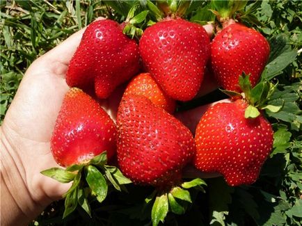 Sucuri de căpșuni cu fructe mari cu fotografii și descrieri