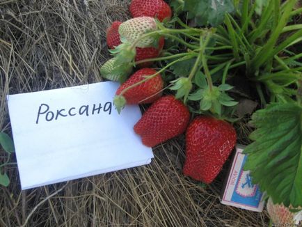 Великоплідні сорти полуниці з фотографіями і описом