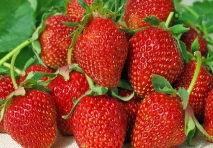 Sucuri de căpșuni cu fructe mari cu fotografii și descrieri