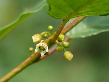 Anchor alchoid (căcișculul fragil) plantare și îngrijire, descriere, fotografie