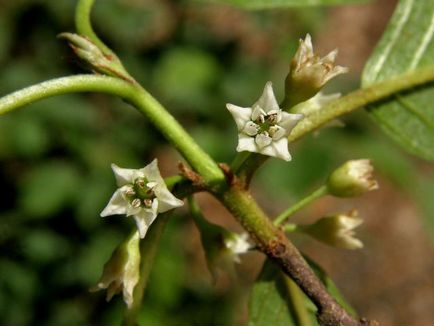 Olhovidnaya Rhamnus (kutyabenge) ültetés és gondozás, leírás, fényképek (leszállás) Olhovidnaya Rhamnus (kutyabenge) ültetés és gondozás, leírás, fotó