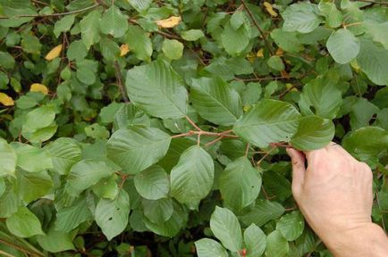 Olhovidnaya Rhamnus (kutyabenge) ültetés és gondozás, leírás, fényképek (homoktövis) Olhovidnaya Rhamnus (kutyabenge) ültetés és gondozás, leírás, fotó