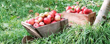 Cumparati seminte de tomate gigant siberian 0, 1 g la cel mai bun pret cu livrare la Moscova si Rusia