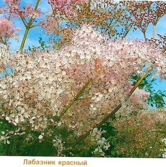 Labaznik, tavolga sau filipendula - grădini din Siberia