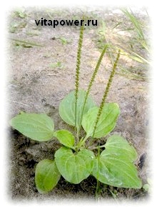 Tratamentul bolilor de către plantain