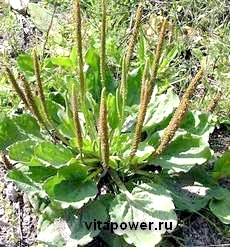 Tratamentul bolilor de către plantain