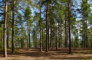 Pădurile Taiga