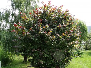 Castaniu de culoare alunecos (Corylus atropurpurea) - frunze de alune cu frunze roșii