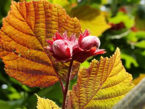 Ліщина звичайна пурпурнолістная (corylus atropurpurea) - ліщина краснолістний