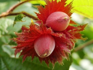 Ліщина звичайна пурпурнолістная (corylus atropurpurea) - ліщина краснолістний