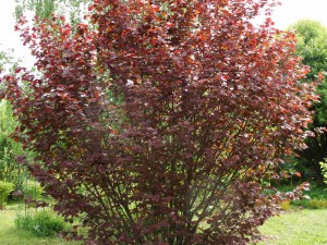 Castaniu de culoare alunecos (Corylus atropurpurea) - frunze de alune cu frunze roșii