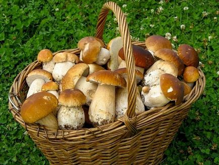 Лісова їжа - що потрібно знати про грибах, завжди у формі!