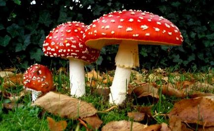 Лісова їжа - що потрібно знати про грибах, завжди у формі!