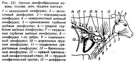 Лімфатичні вузли голови