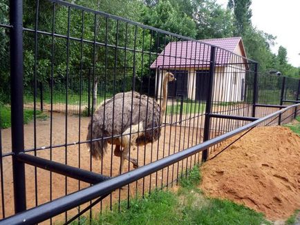 Lipetsk Zoo, fotografie, timp de lucru