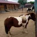 Lipetsk Zoo, fotografie, timp de lucru