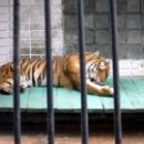 Lipetsk Zoo, fotografie, timp de lucru