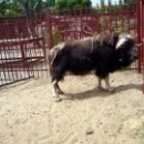 Lipetsk Zoo, fotografie, timp de lucru