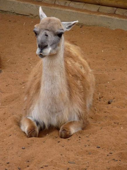 Lipetsk Zoo, fotografie, timp de lucru