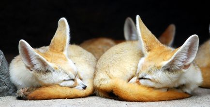 Fox fenok - reproducere și vânzare