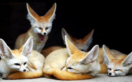 Fox fenok - tenyésztés és értékesítése (róka fenok) Fox fenok - tenyésztés és értékesítés