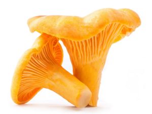 Лисички-цілющі гриби