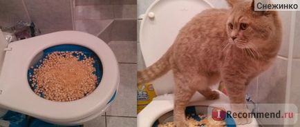 Tálca macskák kettős fenékkel - „hozzászoktatni a macskát a WC! ) Került sor ilyen tálca), 