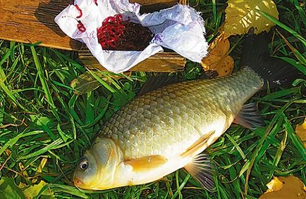Ловля карася восени правила риболовлі з урахуванням змін поеведнія