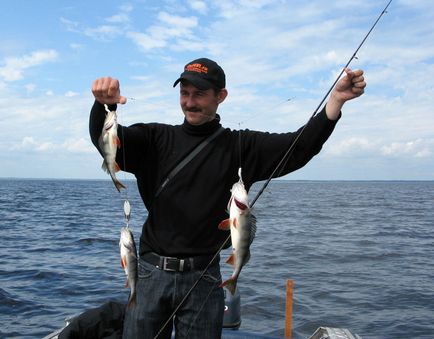 Fogása koszorú halászati ​​sügér hal a nyár, sivár, téli sabrefish, video, hogy a saját kezébe