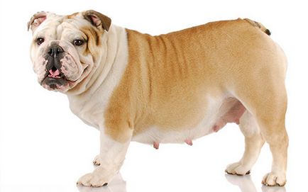 Sarcina falsă în tratamentul câinilor și simptomele ce trebuie să facă