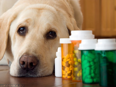 Sarcina falsă în tratamentul câinilor și simptomele ce trebuie să facă