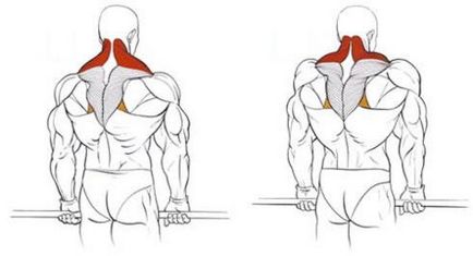 Кращі базові вправи на трапецію з гантелями і штангою в тренажерному залі і в домашніх умовах