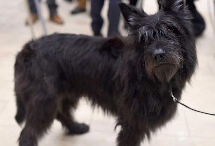 Кращі пси в світі в нью-йорку пройшла найстаріша виставка собак