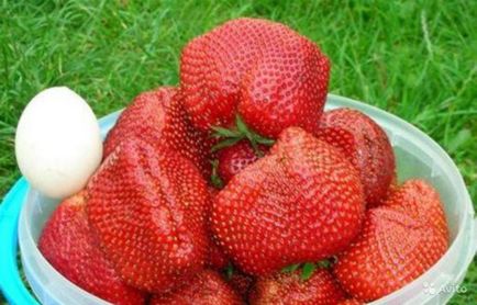 Cele mai bune căpșuni cu fotografie și descriere