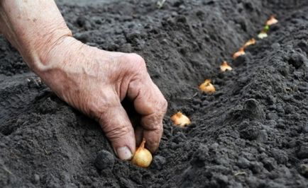 Цибуля ріпчаста вирощування і догляд у відкритому грунті - фермерське господарство своїми руками