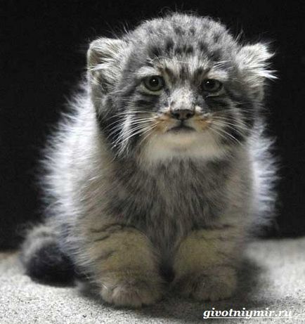 Manul și caracteristicile sale, fauna